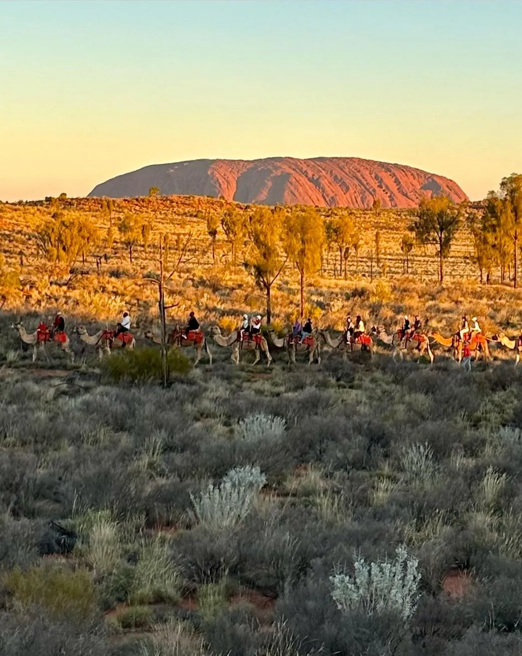 Camel Tours and Scenic Flights